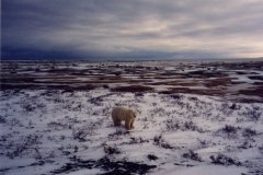 0020_1994_Manitoba