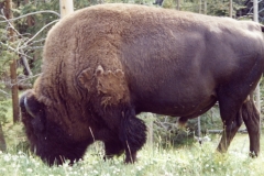 Buffalo Yellowstone1994