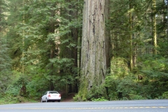California-RedWoods