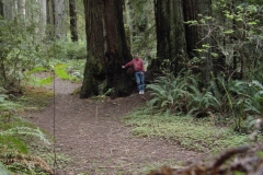 California-RedWoods