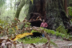 California-RedWoods