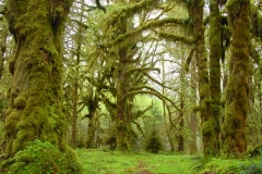 Olympic, Washington DC