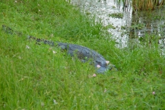 Brazos