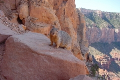 Arizona GrandCanyon.
