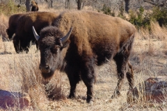 Wichita Mountains