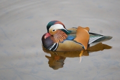 5694_MANDARIN_Sorsa